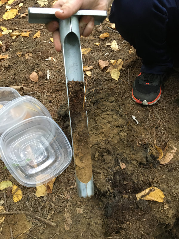 Soil sample in a soil corer